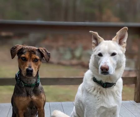 Countryside Veterinary Clinic: Dr. R.L. Massucco, Jr.