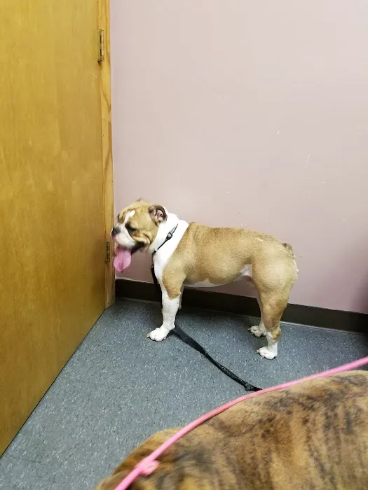 Countryside Veterinary Clinic: Dr. R.L. Massucco, Jr. Picture 9