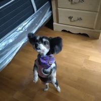 Banfield Pet Hospital ico