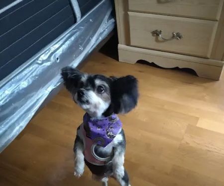 Banfield Pet Hospital