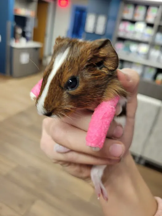 VCA Westboro Animal Hospital Picture 4