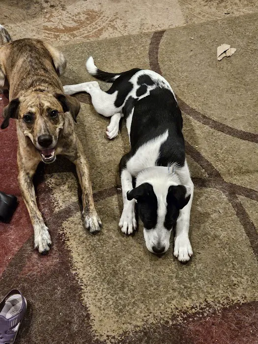 VCA Westboro Animal Hospital Picture 3