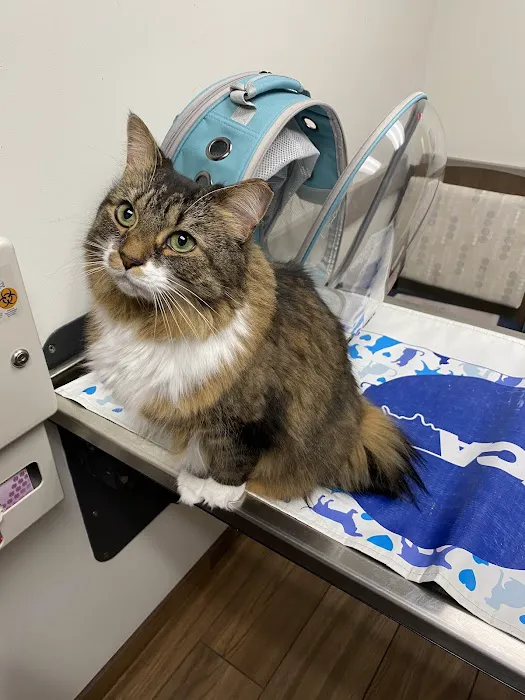 VCA Westboro Animal Hospital Picture 2
