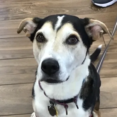 VCA Westboro Animal Hospital Picture 8