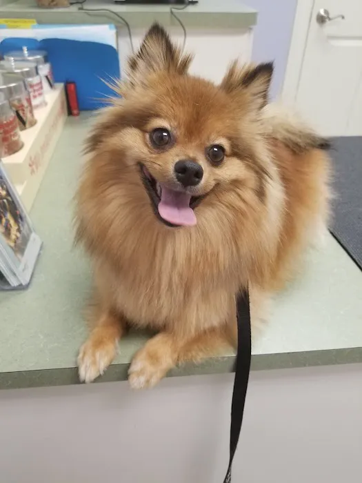 Healthy Paws Veterinary Center Picture 3