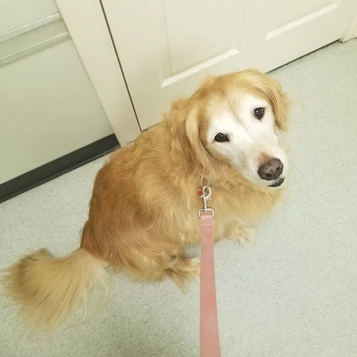 Healthy Paws Veterinary Center Picture 2