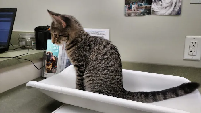 Healthy Paws Veterinary Center Picture 4