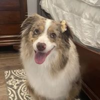Healthy Paws Veterinary Center ico
