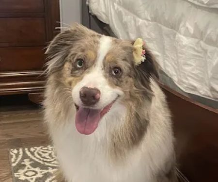 Healthy Paws Veterinary Center