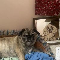 Southborough Veterinary Hospital ico