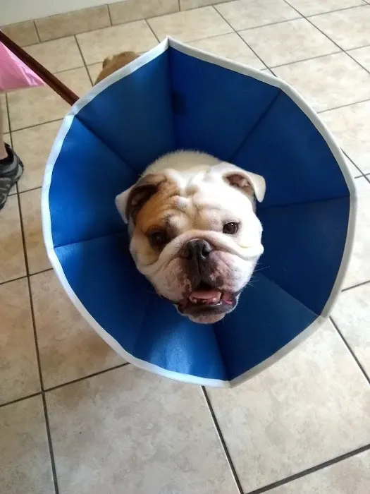 Southborough Veterinary Hospital Picture 9