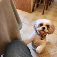 Ashland Animal Hospital ico