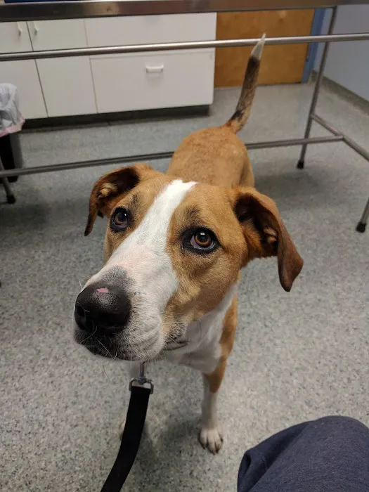 Ashland Animal Hospital Picture 4