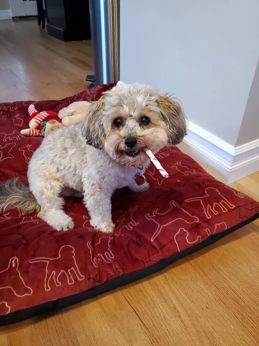 Sakonnet Veterinary Hospital Picture 4