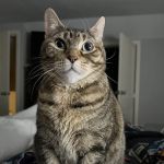 Home Veterinary Care