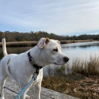 Acoaxet Veterinary Clinic ico