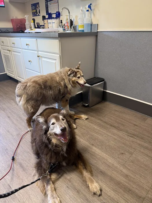 Acoaxet Veterinary Clinic Picture 5