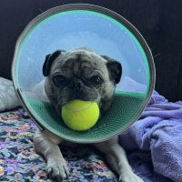 Veterinary Urgent Care Center - East Providence ico