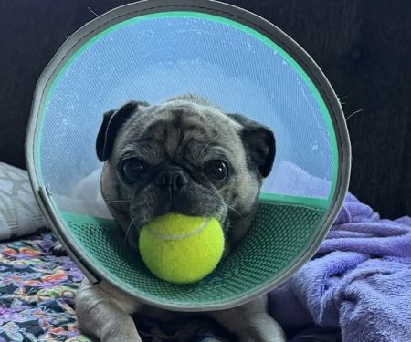 Veterinary Urgent Care Center - East Providence