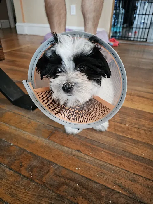Veterinary Urgent Care Center - East Providence Picture 3