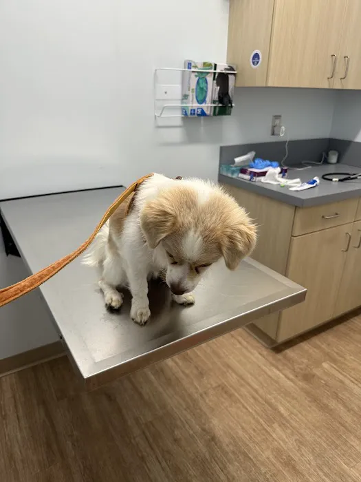 Veterinary Urgent Care Center - East Providence Picture 6