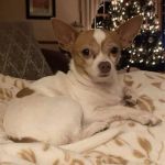East Bay Animal Hospital