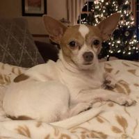 East Bay Animal Hospital ico