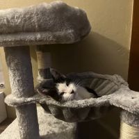 Abbott Animal Hospital ico