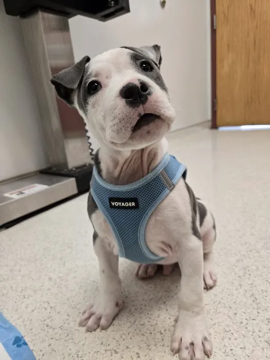 Bristol County Veterinary Hospital Picture 7