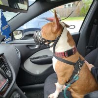 Ferguson Animal Hospital ico