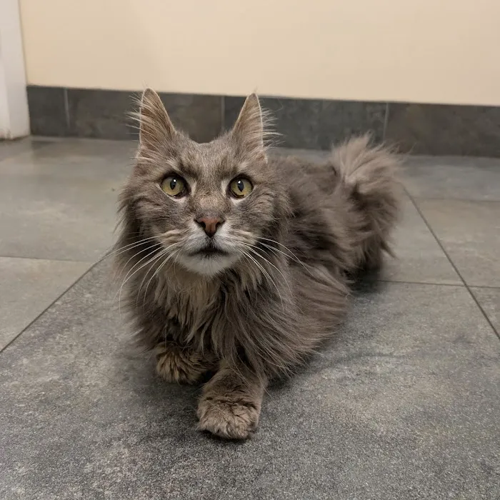 Ferguson Animal Hospital Picture 4