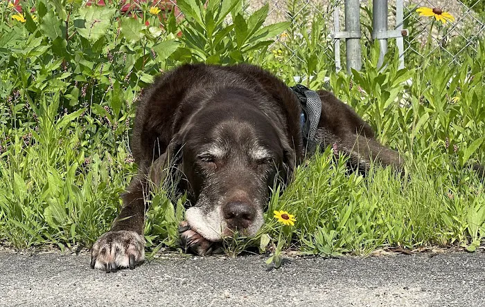 Ferguson Animal Hospital Picture 10