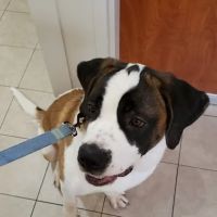 Scituate Animal Hospital ico