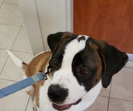 Scituate Animal Hospital