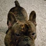 Warren Animal Hospital: Bickford Ilse DVM