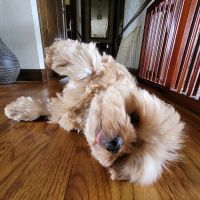 Warren Animal Hospital ico