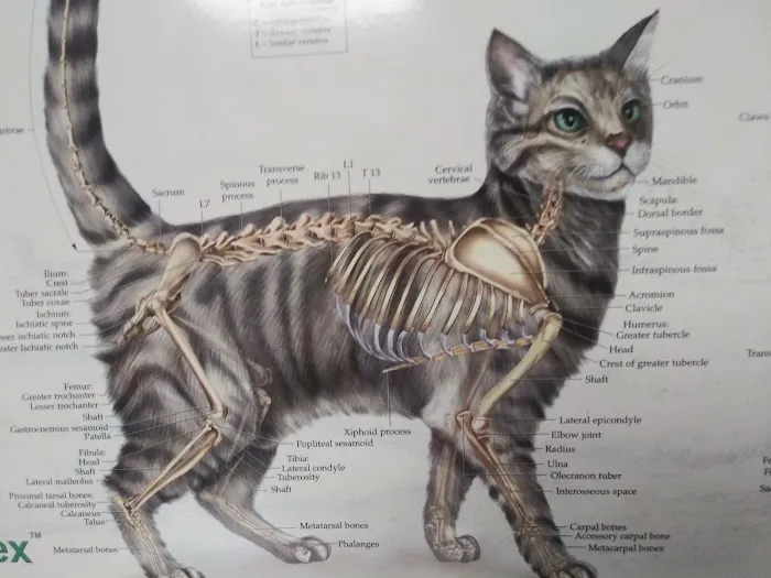 Warren Animal Hospital Picture 9