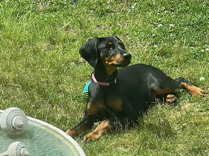 Veterinary Services of Pawtucket Picture 3