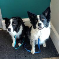 Integrative Animal Health ico