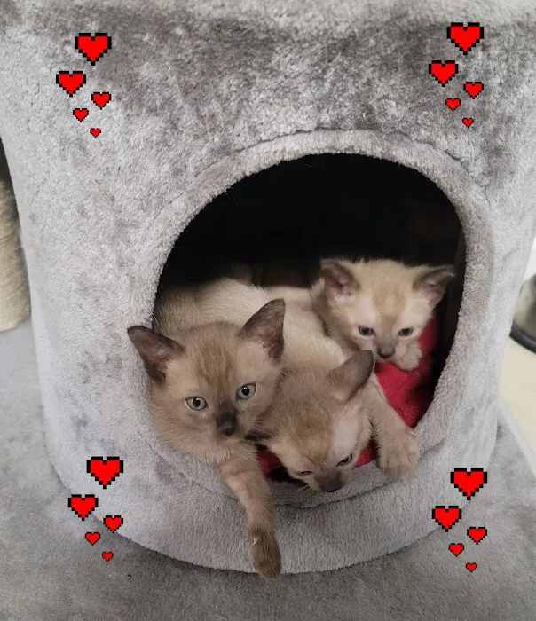 Rainbow Tonkinese Cattery Picture 7