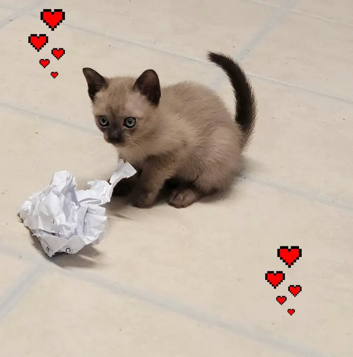 Rainbow Tonkinese Cattery Picture 1