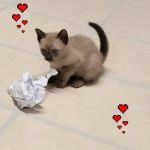 Rainbow Tonkinese Cattery