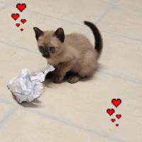 Rainbow Tonkinese Cattery ico