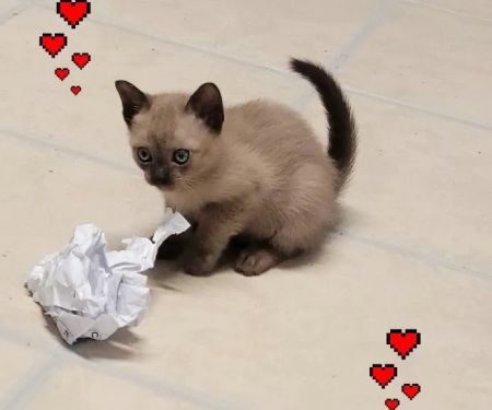 Rainbow Tonkinese Cattery