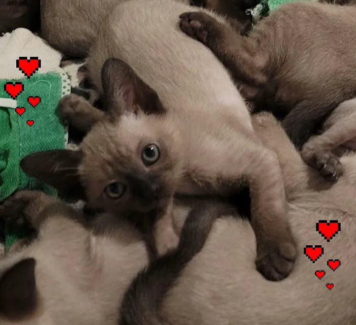 Rainbow Tonkinese Cattery Picture 3