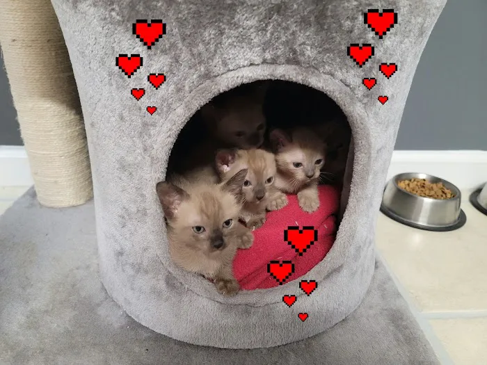 Rainbow Tonkinese Cattery Picture 2