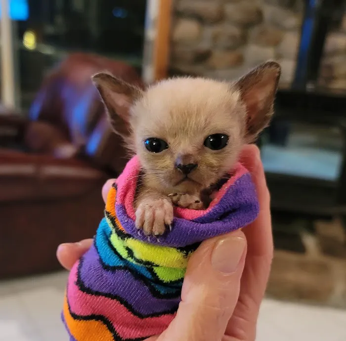 Rainbow Tonkinese Cattery Picture 5