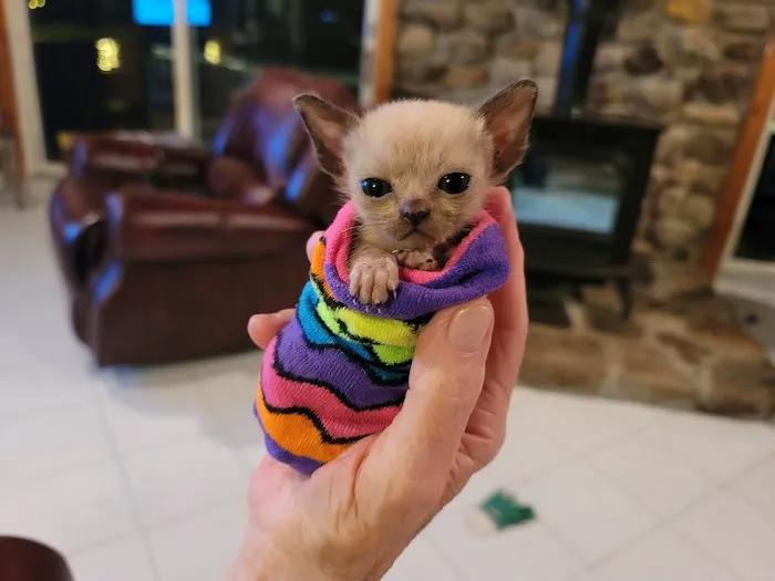 Rainbow Tonkinese Cattery Picture 4