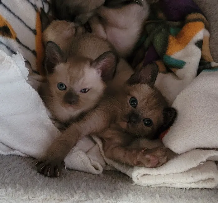 Rainbow Tonkinese Cattery Picture 6