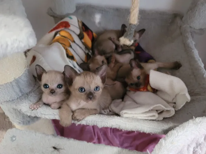 Rainbow Tonkinese Cattery Picture 8